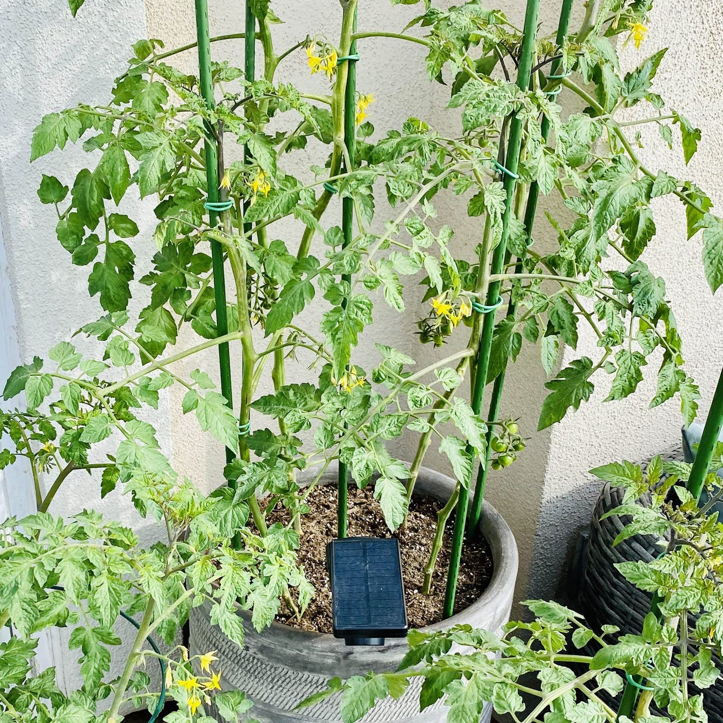 Garden Plant Stakes 180cm 10x 11mm