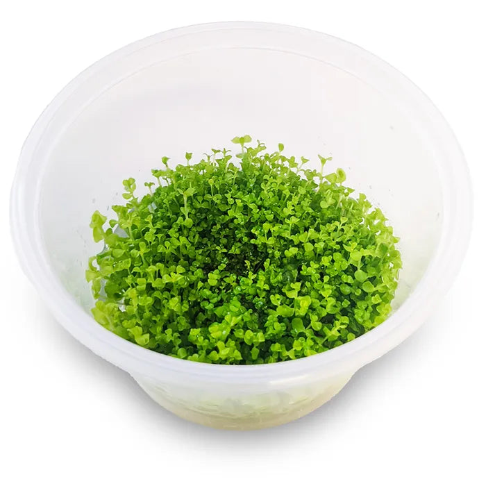 Micranthemum 'Takashi Carpet' - Live Plant Tissue Culture For All Fresh Water Aquariums