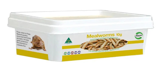 Live Mealworms - Regular 10g