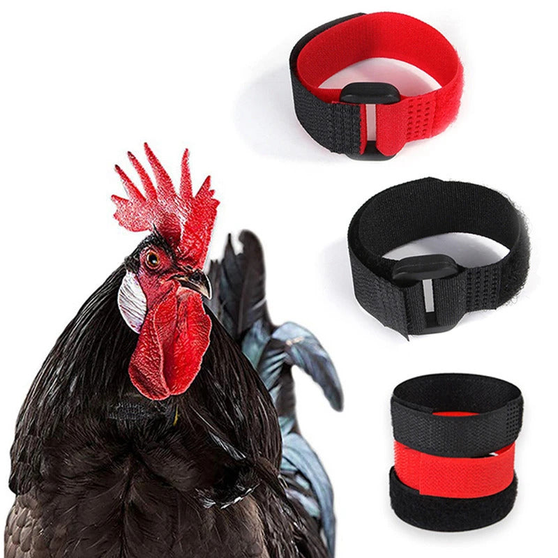 Rooster Collar Pack Of 2 Highly Effective In Minimizing A Roosters Crow
