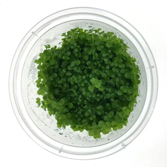 Micranthemum Monte Carlo - Live Plant - Tissue Culture For All Freshwater Aquariums