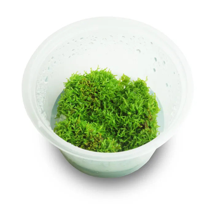 Riccia Fluitans - Live Plant - Tissue Culture For All Freshwater Aquariums