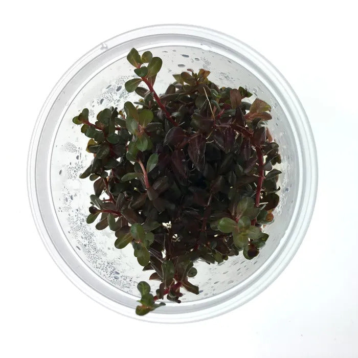 Rotala Rotundifolia - Colorata - Live Plant - Tissue Culture For All Freshwater Aquariums