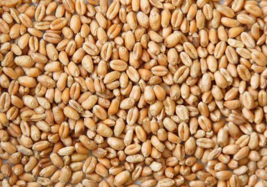 Wheat Grain 1kg