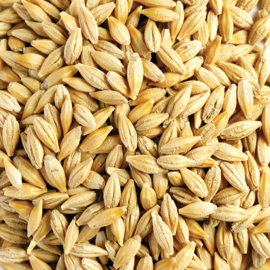 Whole Barley Grain 1kg