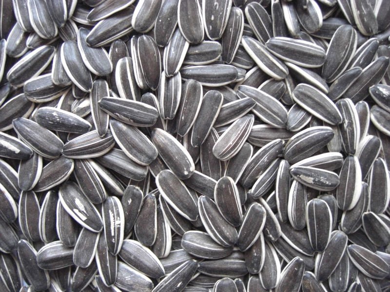 Grey Stripe Sunflower Seed 15kg
