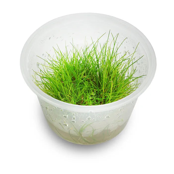 Eleocharis Acicularis 'Mini Hairgrass' - Live Plant - Tissue Culture For All Freshwater Aquariums