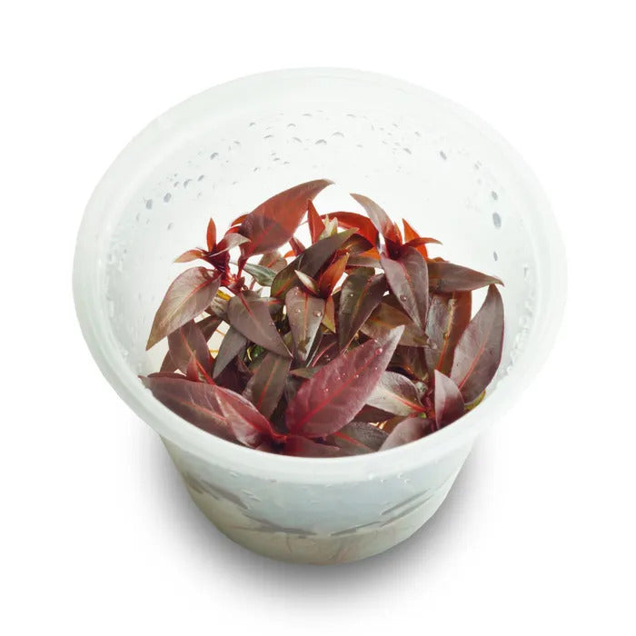 Ludwigia Glandulosa - Live Plant - Tissue Culture For All Freshwater Aquariums