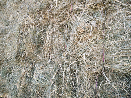 Cow Hay - Grassy Lucerne Has Some Mould/Dusty Spots