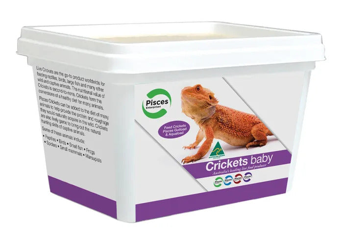 Live Crickets Tub - Baby