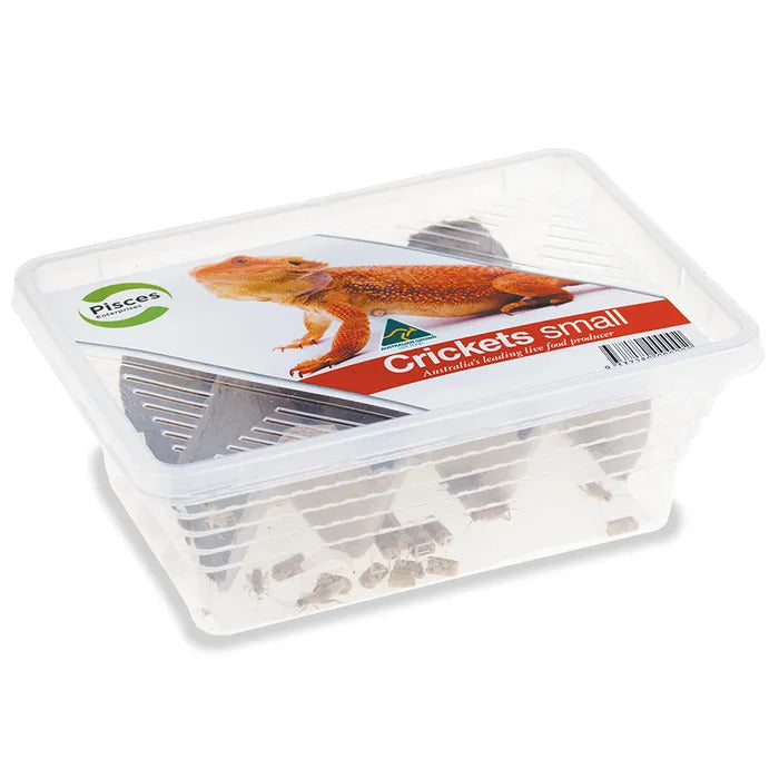 Live Crickets Tub - Small