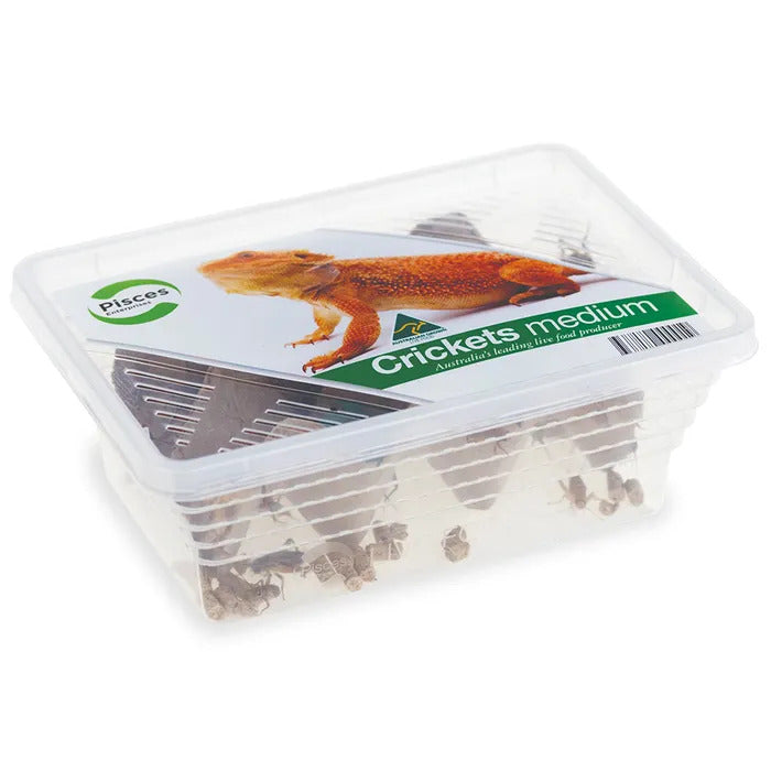 Live Crickets Tub - Medium