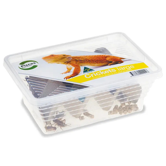 Live Crickets Tub - Large