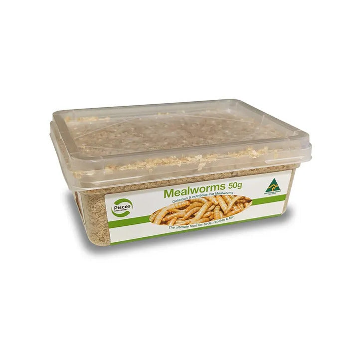 Live Mealworms - Regular 50g