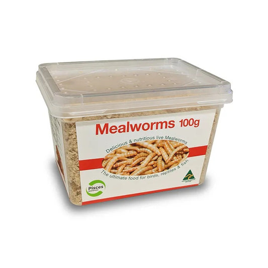 Live Mealworms - Regular 100g