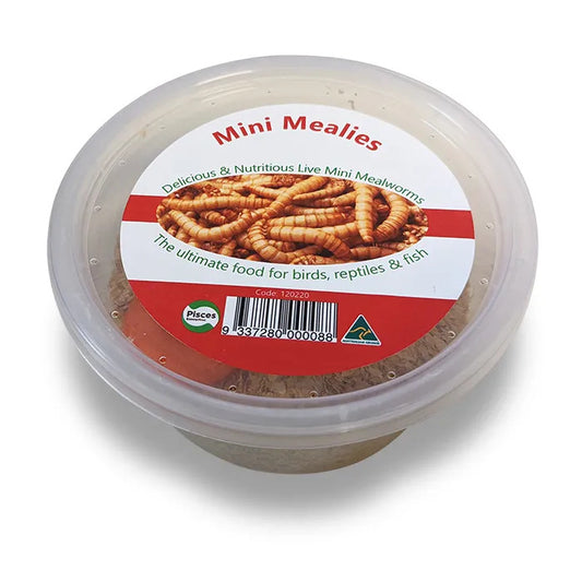 Live Mealworms - Mini Mealies 18g
