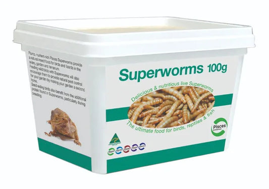 Live Mealworms - Super Worms 100g
