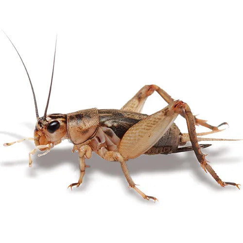 Live Crickets BULK - Small (1000)