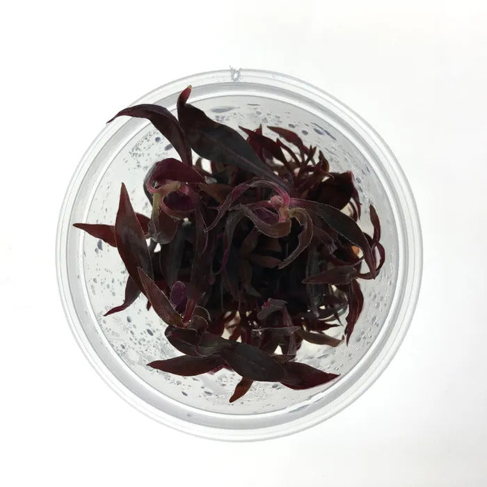 Alternanthera Reineckii - Live Plant - Tissue Culture For All Freshwater Aquariums