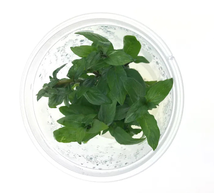 Staurogyne Repens - Live Plant - Tissue Culture For All Freshwater Aquariums