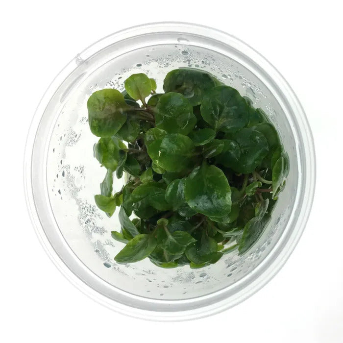 Lobelia Cardinalis - Live Plant - Tissue Culture For All Freshwater Aquariums