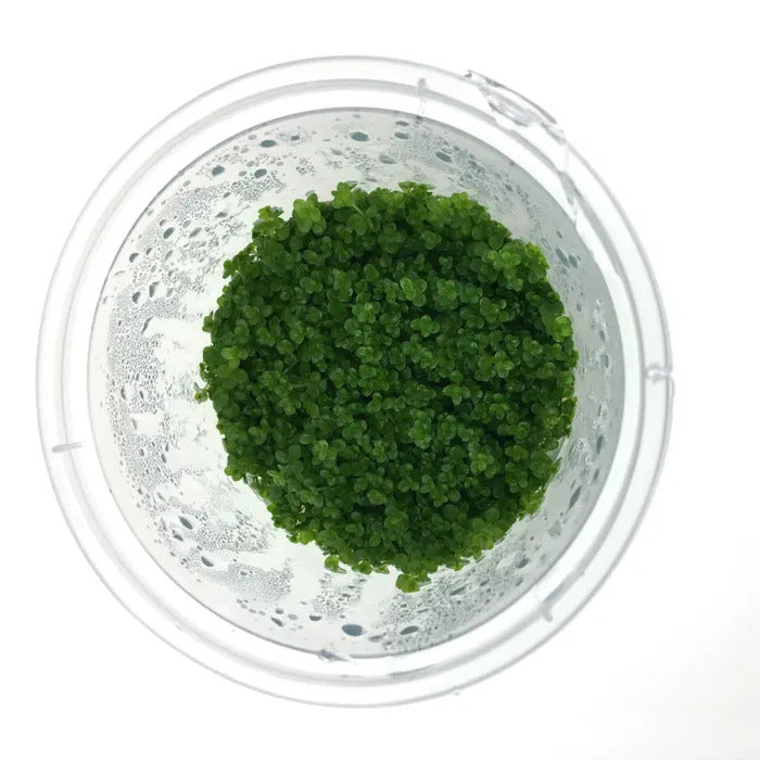 Hemianthus Callitrichoides - Live Plant - Tissue Culture For All Freshwater Aquariums