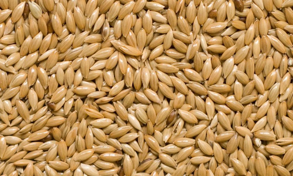 Plain Canary Seed 1kg