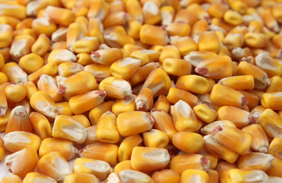 Whole Corn 3kg