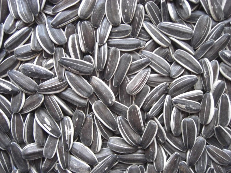 Grey Stripe Sunflower Seed 3kg