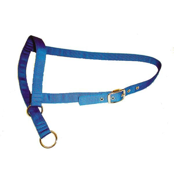 Bainbridge Leading Halter - Cow