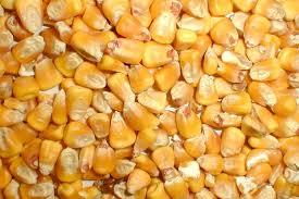 Avigrain Whole Corn 20kg